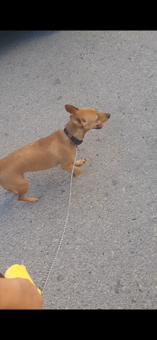 Dog walking/Pet Sitting