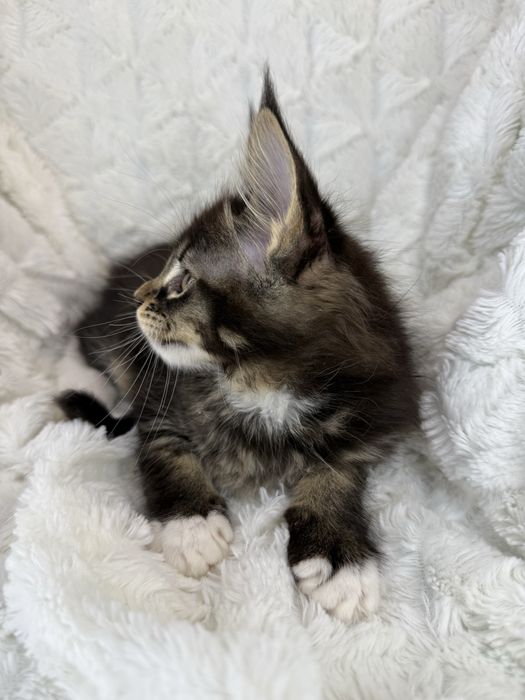 Kotka Maine Coon Felis/FiFe