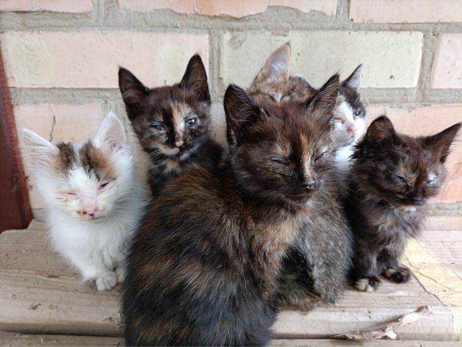 Кошенята в добрі руки