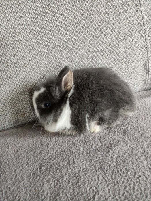 Króliczki miniaturki