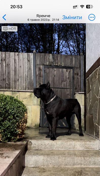 Розкішний  кобель Кане корсо для вʼязки