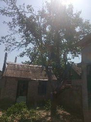 Спил Деревьев, Кронацея, Выкорчёвка пней, Уборка территории