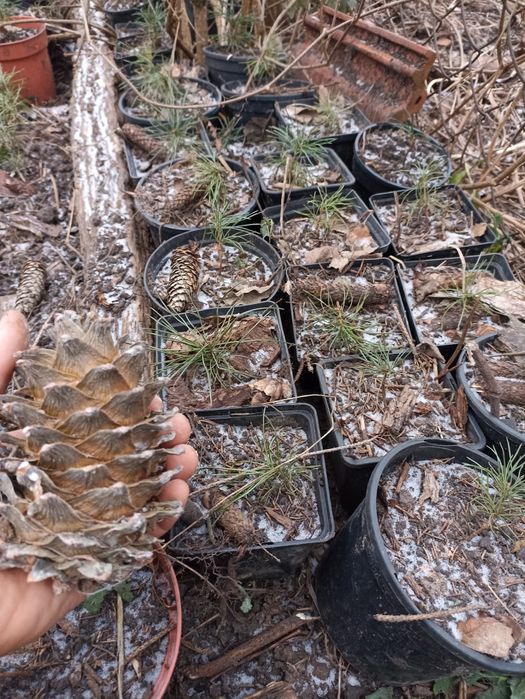 Семена Шишки Кедру Корейського Маньчжурского