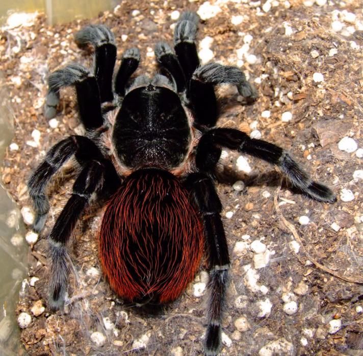 Продам паука-птицееда Brachypelma vagans