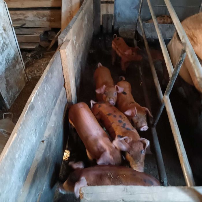 Поросята породи Кантор