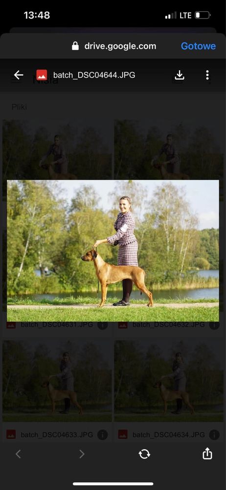 Rhodesian ridgeback rodezjan z pręgom szczenię szczeniaczek puppy ZKwP