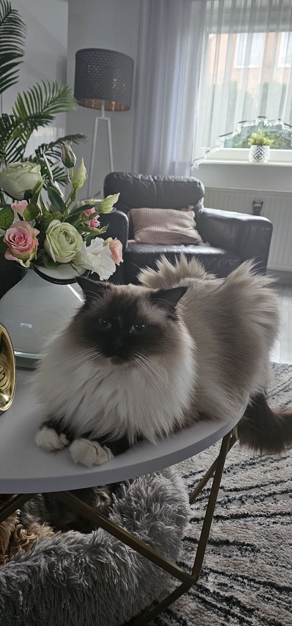 Ragdoll płatna adopcja