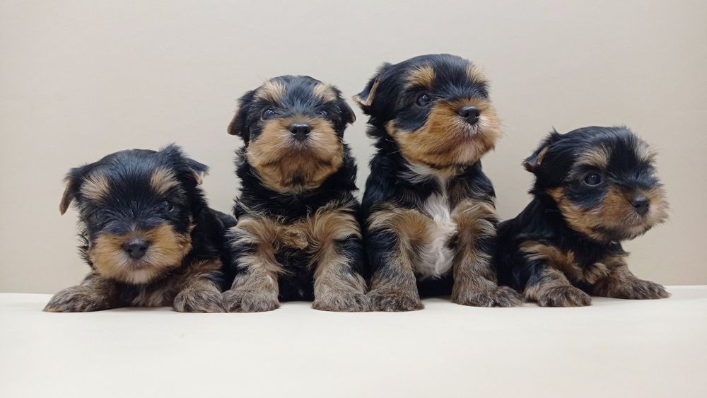 Большая семейка Одесская