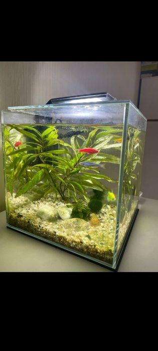 Акваріум з рибками
