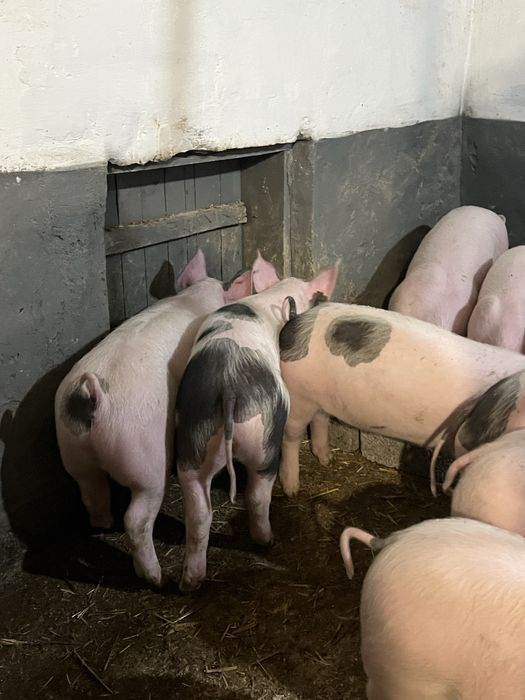 Продаються поросята