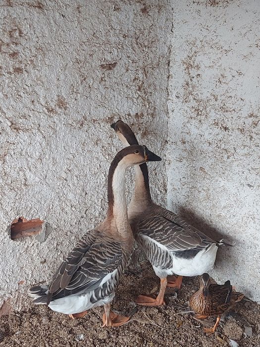 Casal de Gansos da Guiné