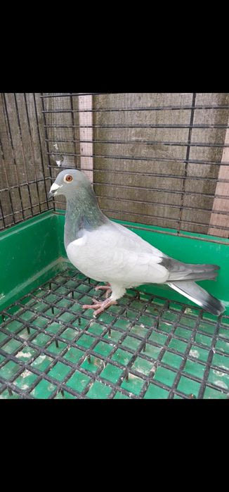 Sprzedam gołębie