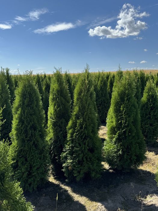 Gesta Tuja Szmaragd 160-170cm Dostawa Sadzenie Producent