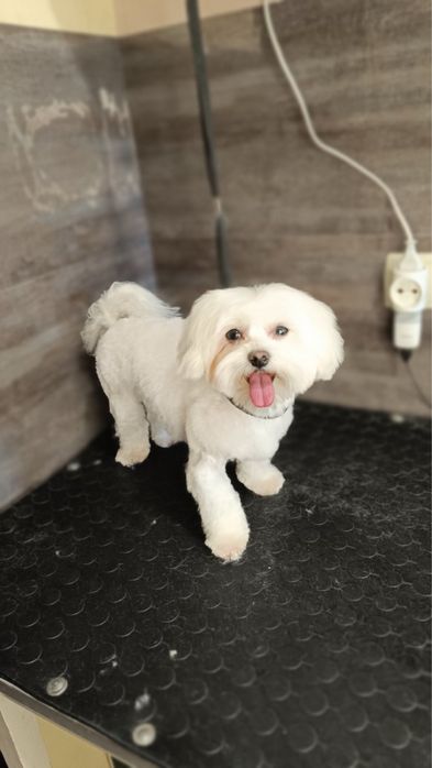 Мальтезе, мальтійська болонка міні, мальтіпу в'язка