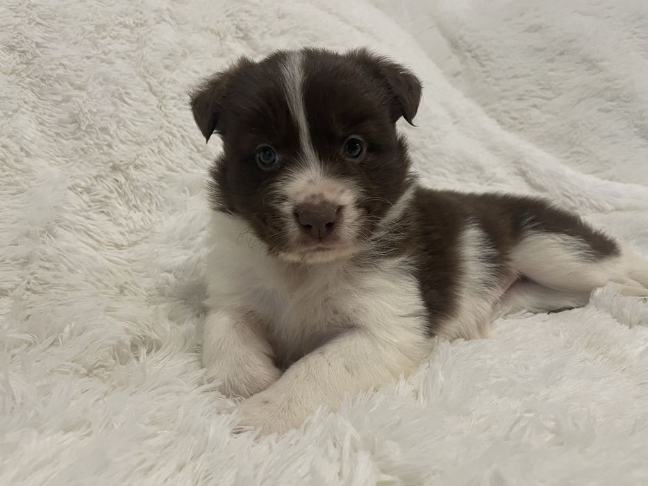 Border collie suczka