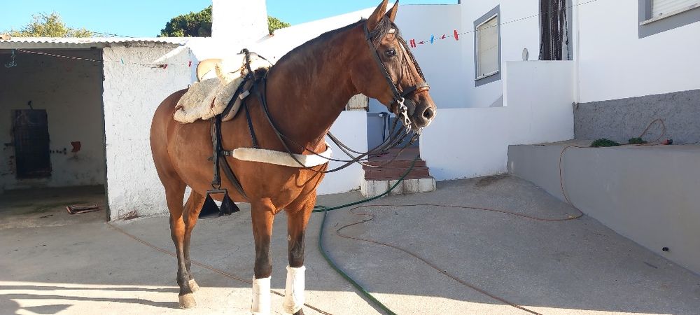Cavalo castrado  ideal para crianças ou pessoas sem experiência