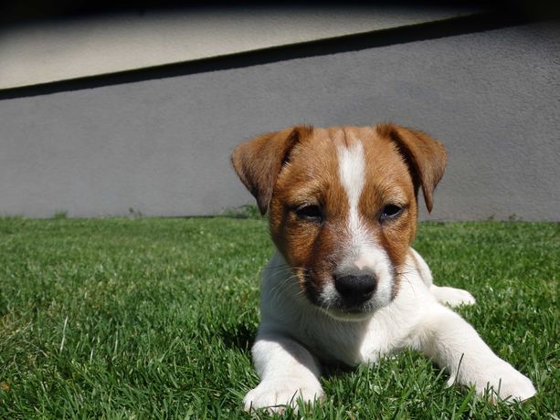 Jack Russell Terrier piesek # MOBY Smartie Jacks # pure breed MALE