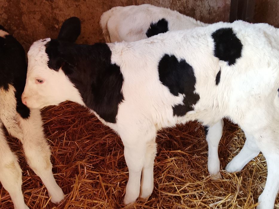 Sprzedam cielaki mieszańce