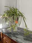 Planta natural Chlorophytum