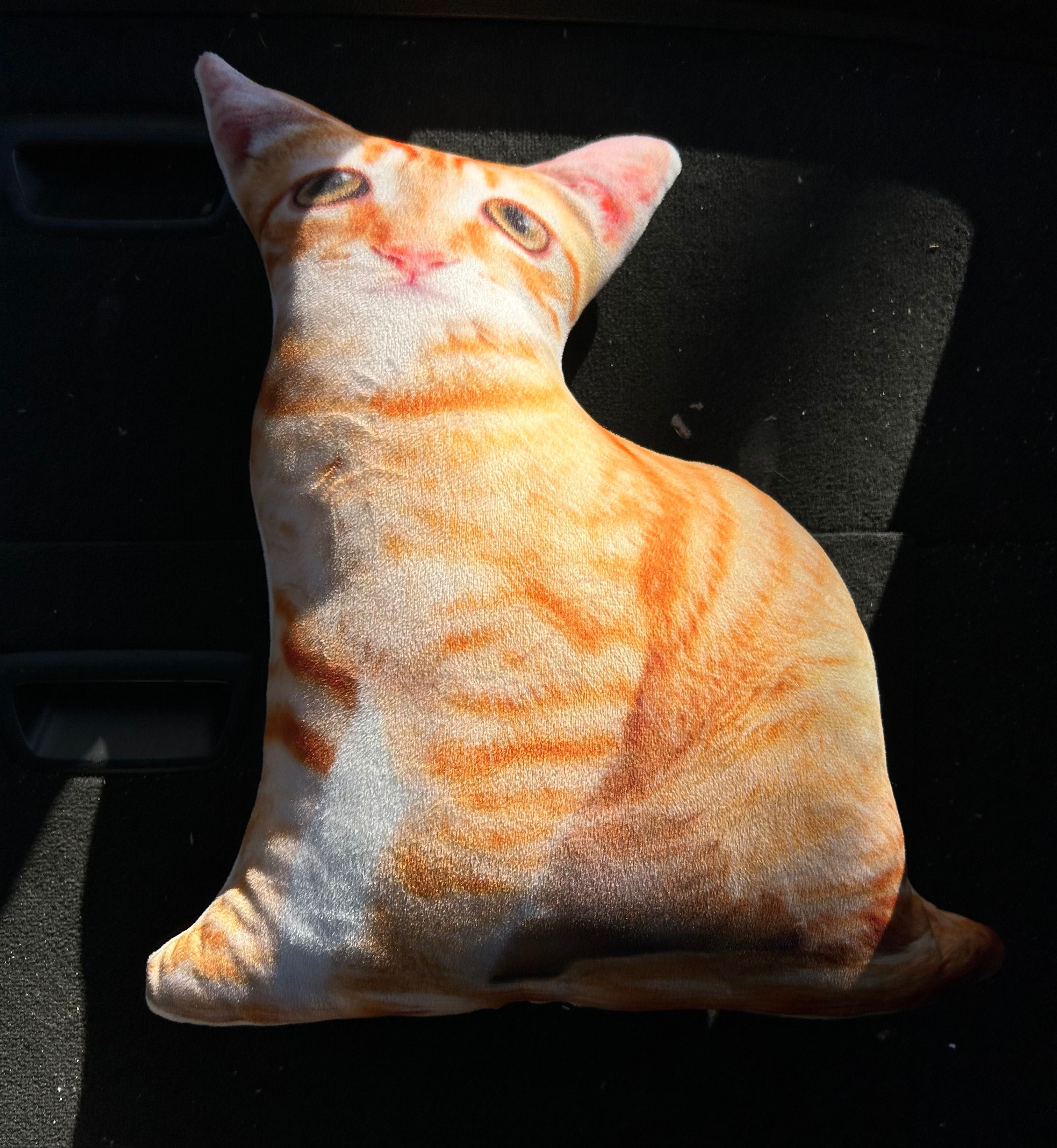 #gato #almofada nova