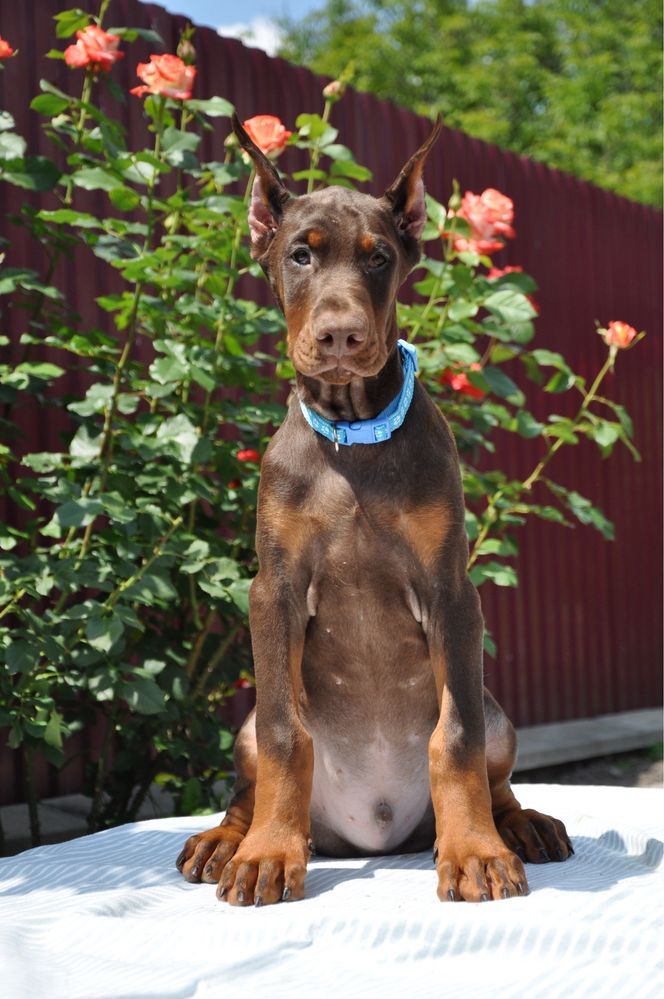 Doberman FCI КСУ