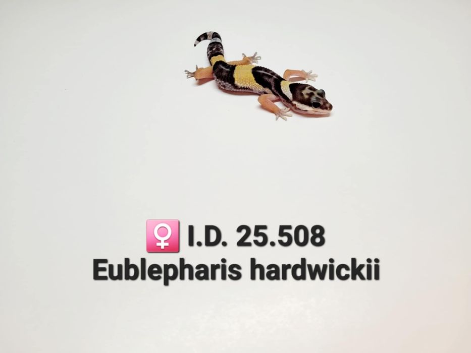 Eublepharis hardwickii (gekon)