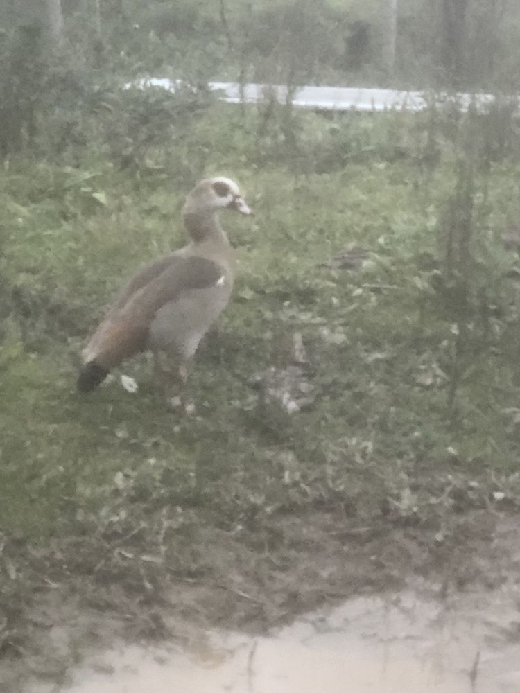 Vendo ou troco estes animais.