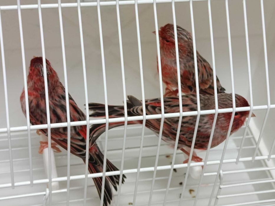 Canários ágatas vermelho nevado