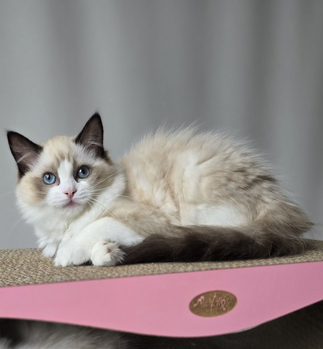 Ragdoll kotka seal bicolour
