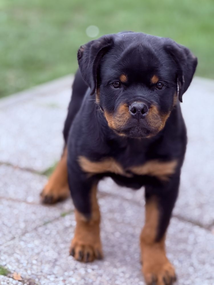 Rottweiler - Zapowiedź miotu - Rottweiler