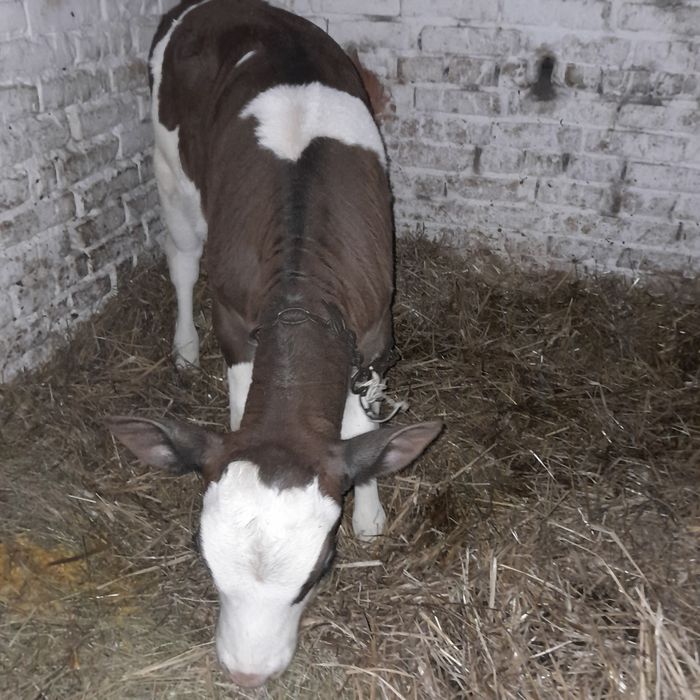 Продам теличку на корову.