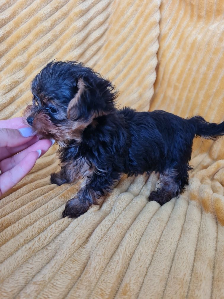 Yorkshire Terrier mini de qualidade