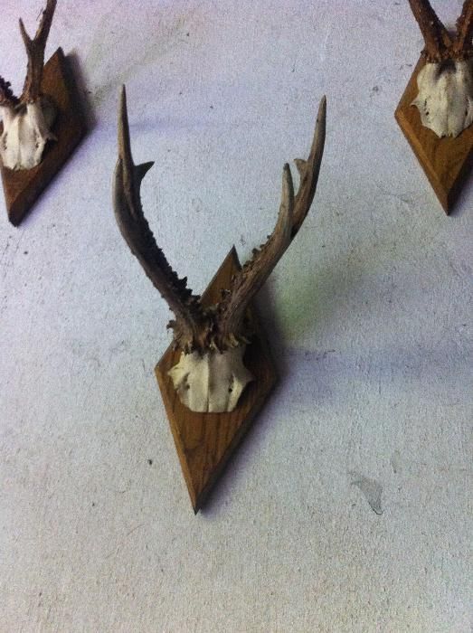 роги косулі європейської