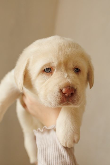 Лабрадор -ретривер _ чистокровні цуценята шукають дім
Ось приклад