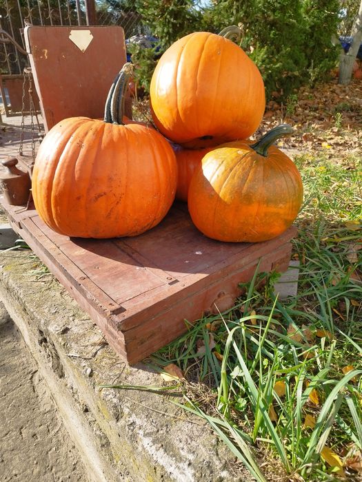 Dynia Halloween, duża wielkośc różne rodzaje
