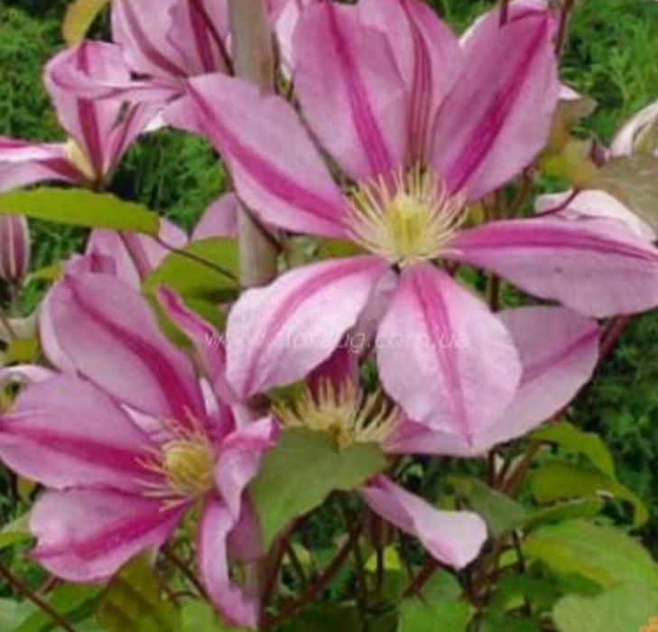 Акебия лиана, жимолость глицини, кампис, роза, мн