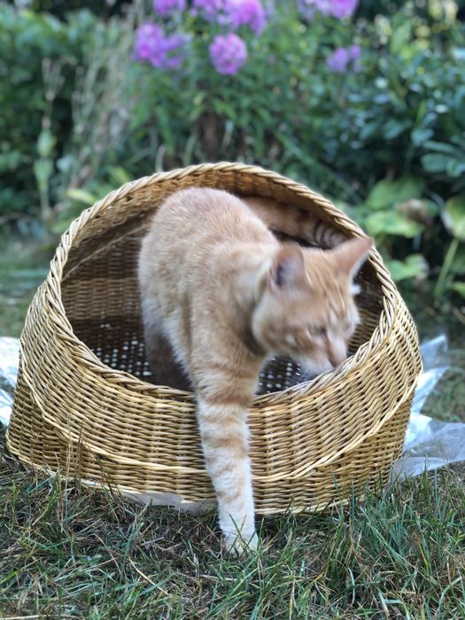 Лежак для кота, собачки