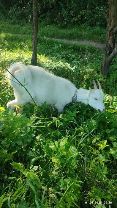 Продам кози, недорого
