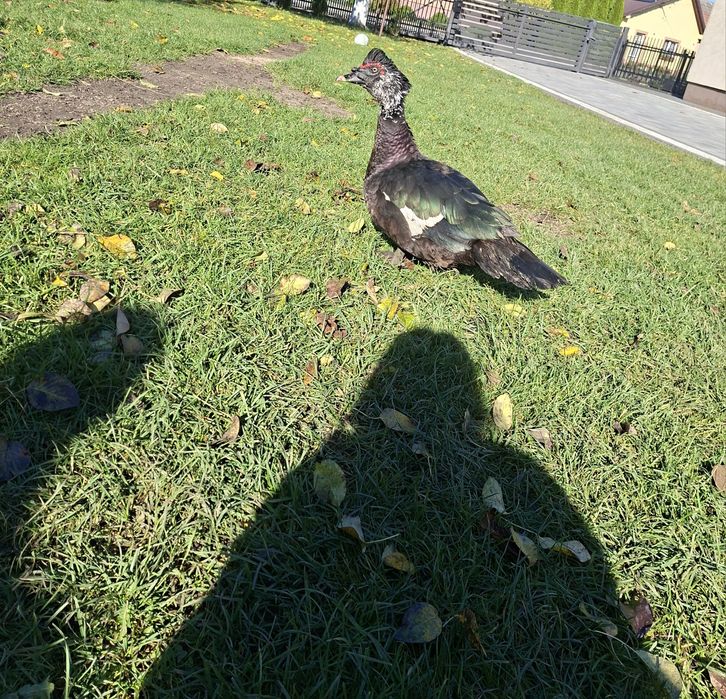 Sprzedam kaczora piżmowego