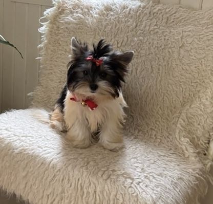 Piękny piesek rasy york biewer