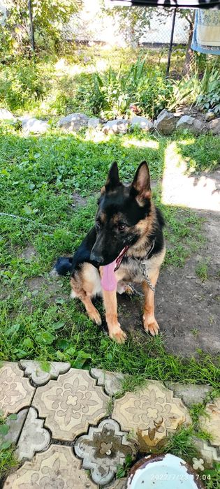 В'язка нем.овчарка