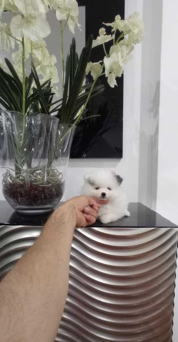 Spitz Alemão Anão/Lulu da Pomerânia FEMEA BRANCA e PRETA  LOP e AFIXO