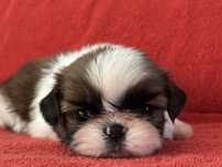 Shih Tzu suczka z rodowodem zkwp/fci
