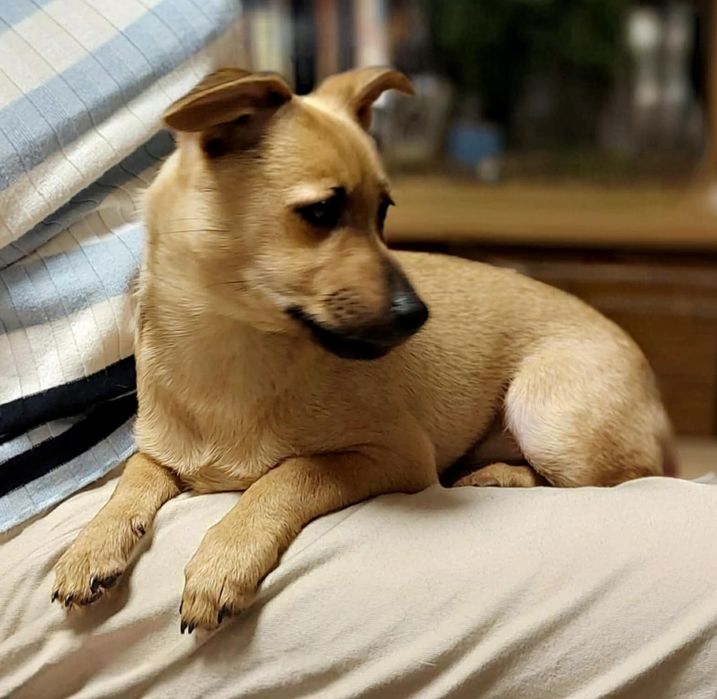 BUŁKA - 3.5 miesięczna sunia do adopcji