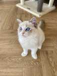Kocurek seal bicolour Lynx! Gotowy do odbioru! Prawdziwy rodowod FPL