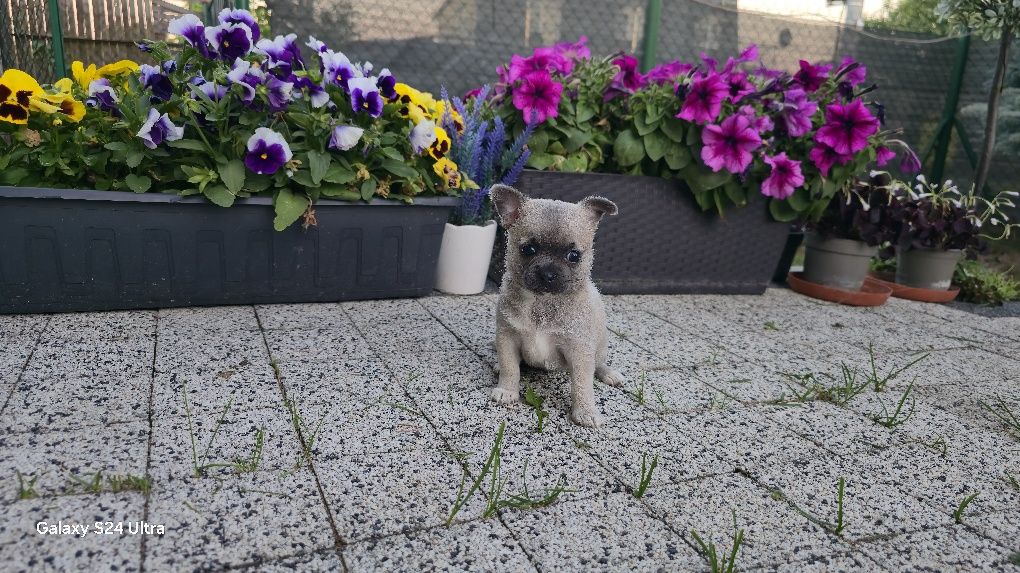 Chihuahua prześliczna suczka