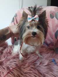 Blueberry yorkshire terrier suczka