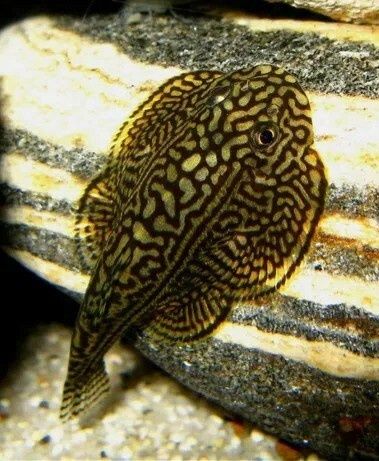 Przylga siatkowana - Sewellia lineolata