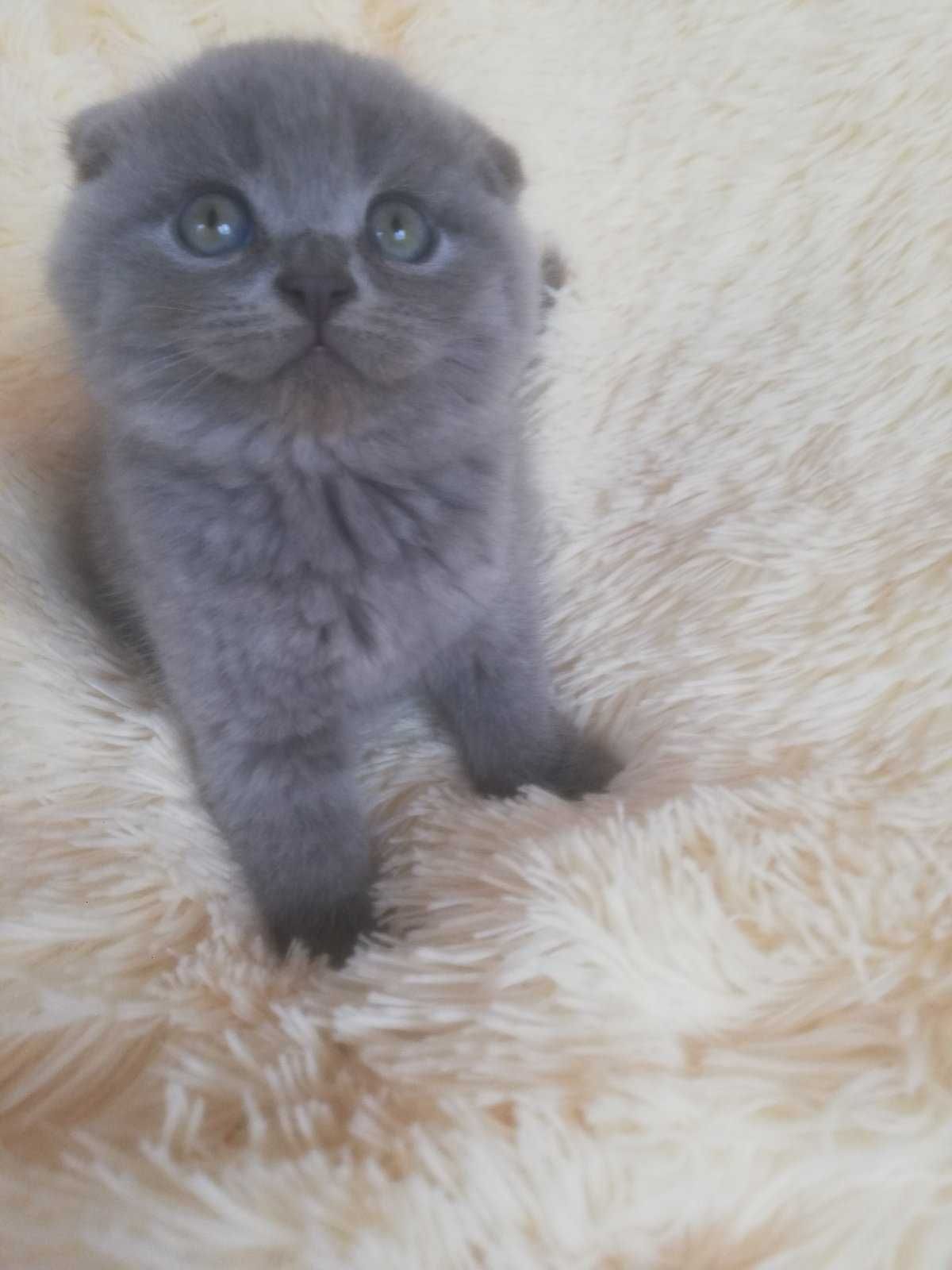 Шотландські кошенята