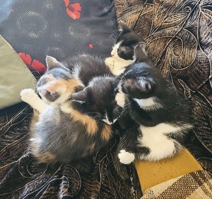 Кошенята шукають дім
